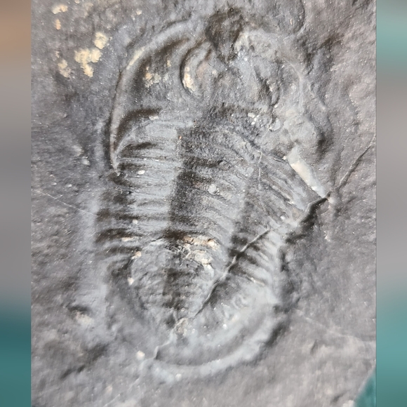 Trillobite Fossil Stone - Picture 6 of 10